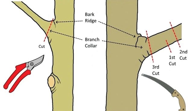 Make proper pruning cuts by avoiding cutting into the branch collar or bark ridge (the point where the branch attaches to the trunk). Use hand pruners or loppers for smaller limbs (left) and a pruning saw as shown for larger branches (right).
